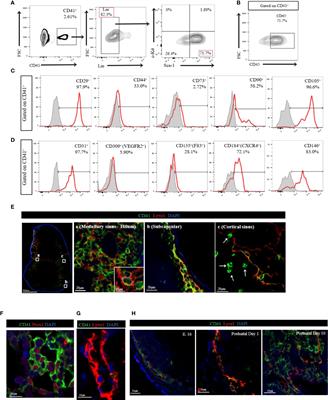 Characterization of CD41+ cells in the lymph node